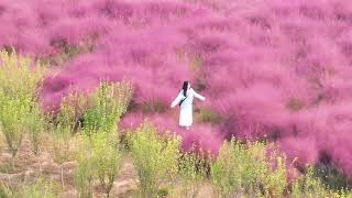 Muhlenbergia capillaris brings romance to Zhengzhous autumn [upl. by Claudian]