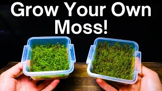 How To Propagate Moss  Simple amp Easy Method [upl. by Arihday496]