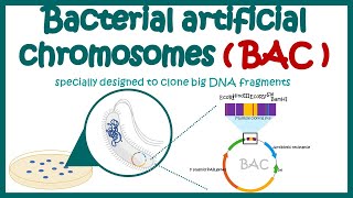 Bacterial artificial chromosome BAC  What is the purpose of using BAC and YAC vectors [upl. by Yenor]