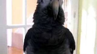 Rudy the African Grey Parrot [upl. by Mellicent]