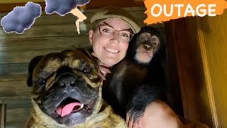 BABY CHIMP SEES HIS FIRST THUNDERSTORM [upl. by Langley]