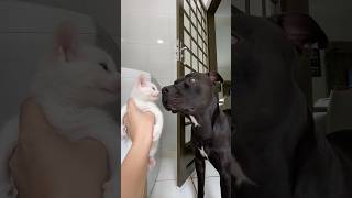 A GATINHA MAIS INTELIGENTE DE TODAS🐱🧠 pitbullegatos gatos gatosfofos gatosengraçados gatinho [upl. by Piper561]