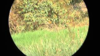 Birds of Colombia Eastern Meadowlark Sturnella magna [upl. by Nixon]