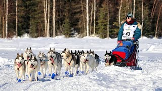 2022 Iditarod Dog Sled Race  Willow Alaska [upl. by Daahsar]