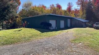 Moose Walking Through Yard [upl. by Blaine490]