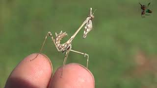 Empusa fasciata  Peygamber devesi Böceği [upl. by Kinson]