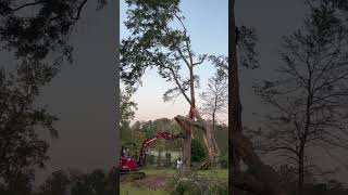 Storm damage ￼take down In South Carolina [upl. by Nibas98]