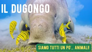 Il Dugongo  Siamo tutti un po animali  I mammiferi raccontati ai bambini [upl. by Adrienne]