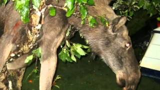 Betrunkener Elch im Apfelbaum  drunk moose stuck in apple tree [upl. by Salomon]