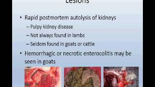 Enterotoxemia Clostridium perfringens in sheepgoatcalves [upl. by Wadesworth]