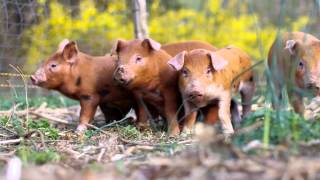 Training piglets to an electric fence [upl. by Dayna]