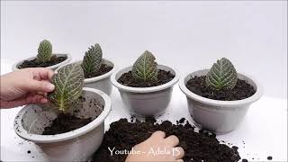 I Tried to Grow the Single leaf of Episcia Cupreata or Flame Violet in Soil [upl. by Welton]