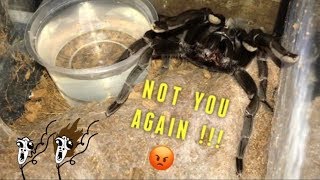 WATERING my TARANTULAS quotPart 2quot [upl. by Leo20]