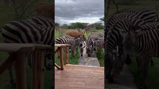 Safari tanzanie safari tanzania bonplanvoyage 2024 vlog africa camping paysagemagnifique [upl. by Frederigo]