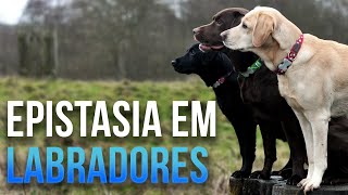 Epistasia em labradores  Aula 12  Módulo 2 Genética [upl. by Daveen268]