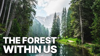 The Forest Within Us  Nature Documentary [upl. by Ariet]