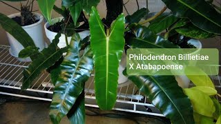 Timelapse of the unfurling leaf of Philodendron Billietiae X Atabapoense Hybrid [upl. by Grounds46]