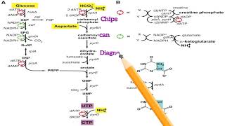 Biosynthesis of Pyrimidine Hayatayoz  PyrimidineBiosynthesis metabolism Nitrogenmetabolism [upl. by Akihdar]