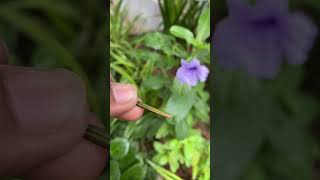 Ruellia Ruellia tuberosa Cracker Plant Seed Popping Pod shorts [upl. by Ahsienek]