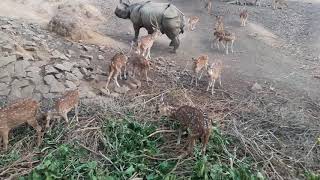 Guwahati Zoo Assam [upl. by Ballman490]