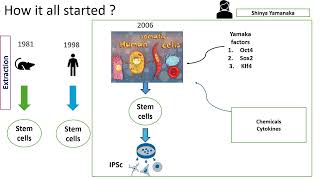 Reprogramming somatic cells to pluripotent cells [upl. by Angelis795]