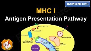 Antigen Processing and Presentation PART I MHC I Antigen Presentation pathway FLImmuno25 [upl. by Chipman]