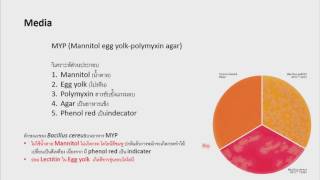 BcereusVibrioSalmonnellaCom SterLAB  KruNice [upl. by Yarrum]