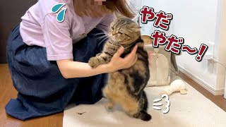 おしり歩きをした猫を大嫌いな病院に連れていくのが大変すぎました… [upl. by Harrad]