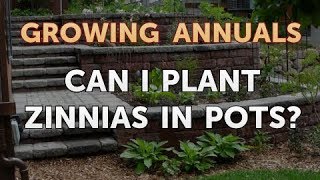 Can I Plant Zinnias in Pots [upl. by Yahiya]