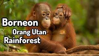 Borneon OrangUtan‼️Rainforest [upl. by Eastlake210]