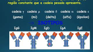 Vídeo aula 9 BCR e classes de Ig [upl. by Aliahkim]