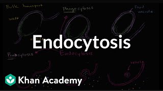 Endocytosis phagocytosis and pinocytosis  Biology  Khan Academy [upl. by Kin]