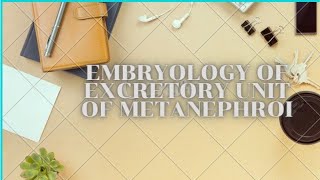 Embryology of excretory units  metanephros  Development of urogenital system [upl. by Annoj]