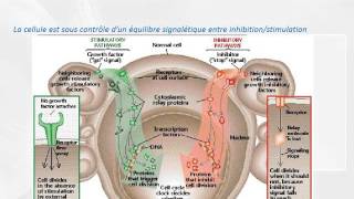 CYTOLOGIE Cellule cancereuse [upl. by Hewet]