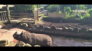 rhino has a massive poop at Edinburgh zoo [upl. by Asilanna324]