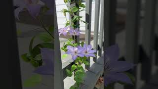 Clematis Plant Spotlight gardening landscaping plantblogger plants substack clematis [upl. by Adnarom302]