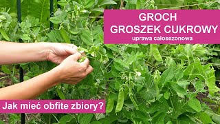 Groch i groszek cukrowy  uprawa od wysiewu do zbioru [upl. by Gerti939]