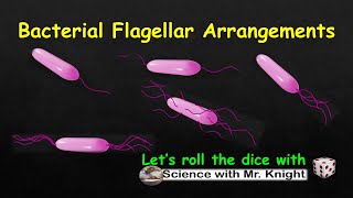 Bacterial Flagellar Arrangements [upl. by Hagood]