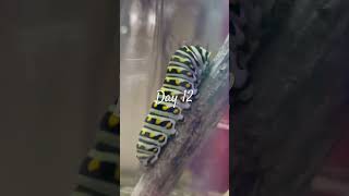 Day 12 Swallowtail Caterpillar Friend How much longer until METAMORPHOSIS [upl. by Norel213]