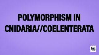 POLYMORPHISM IN CNIDARIACOELENTERATAUPSC ZOOLOGYMSC ZOOLOGYIFS ZOOLOGYBSC ZOOLOGYNEP [upl. by Ayal62]