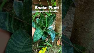 How to Propagate Snake Plant Quick DIY Decor Ideas You’ll Love 💚 snakeplant [upl. by Nodnyl]