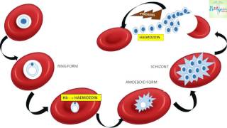 Entamoeba histolytica [upl. by Reahard]