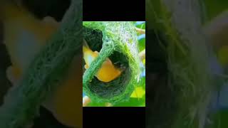 Natural Tailor BirdsBuild home and nest nature birds wildlife tailorbird nestbuilding animals [upl. by Seyer]