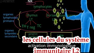 les cellules du système immunitaire  L2 شرح بالعربية [upl. by Ycak]