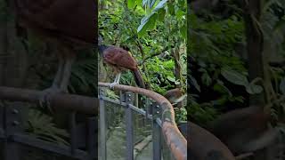 大寶冠鳥Great Curassow與棉頭絹猴Cottonheaded TamarinTaipei Zoo [upl. by Delbert654]