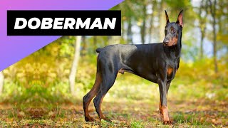 Doberman 🐶 One Of The Most Intelligent Dog Breeds In The World [upl. by Yumuk]