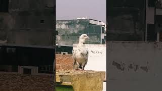 High flyer pigeon 😈🤬🔥🔥pigeon attitude funny [upl. by Oynotna]