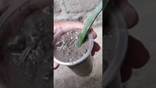 Reproduce aloe vera by leaves or suckers in water  2 methods  Cut aloe or succulents [upl. by Allenaj]