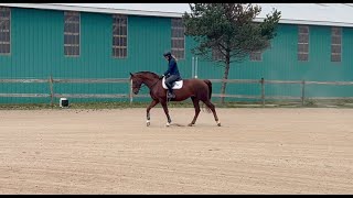 Glimmer  Sept 2024  Under saddle clips [upl. by Yatnwahs]