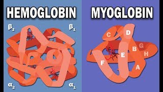 HEMOGLOBIN AND MYOGLOBIN BIOCHEMISTRY [upl. by Naimed]